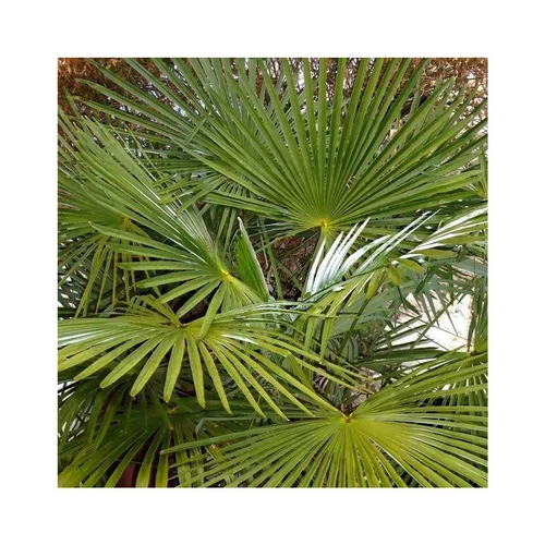Qualité pour le jardin:Palmier chanvre ou Palmier de Chine Excelsa vert. Le pot de 35 litres, 125/+ cm