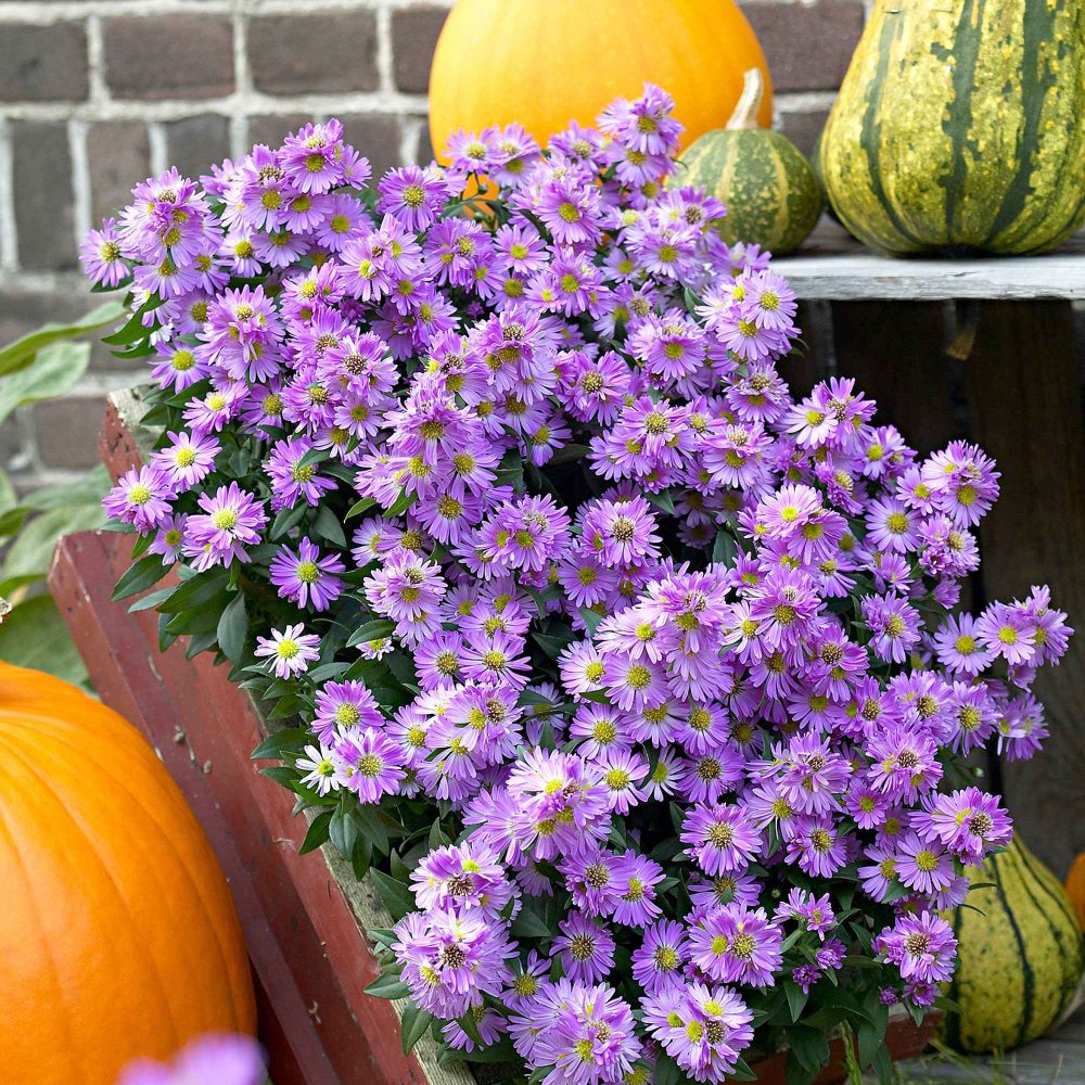 Aster de Nouvelle-Angleterre Purple Dome Aster novae-angliae purple dome
