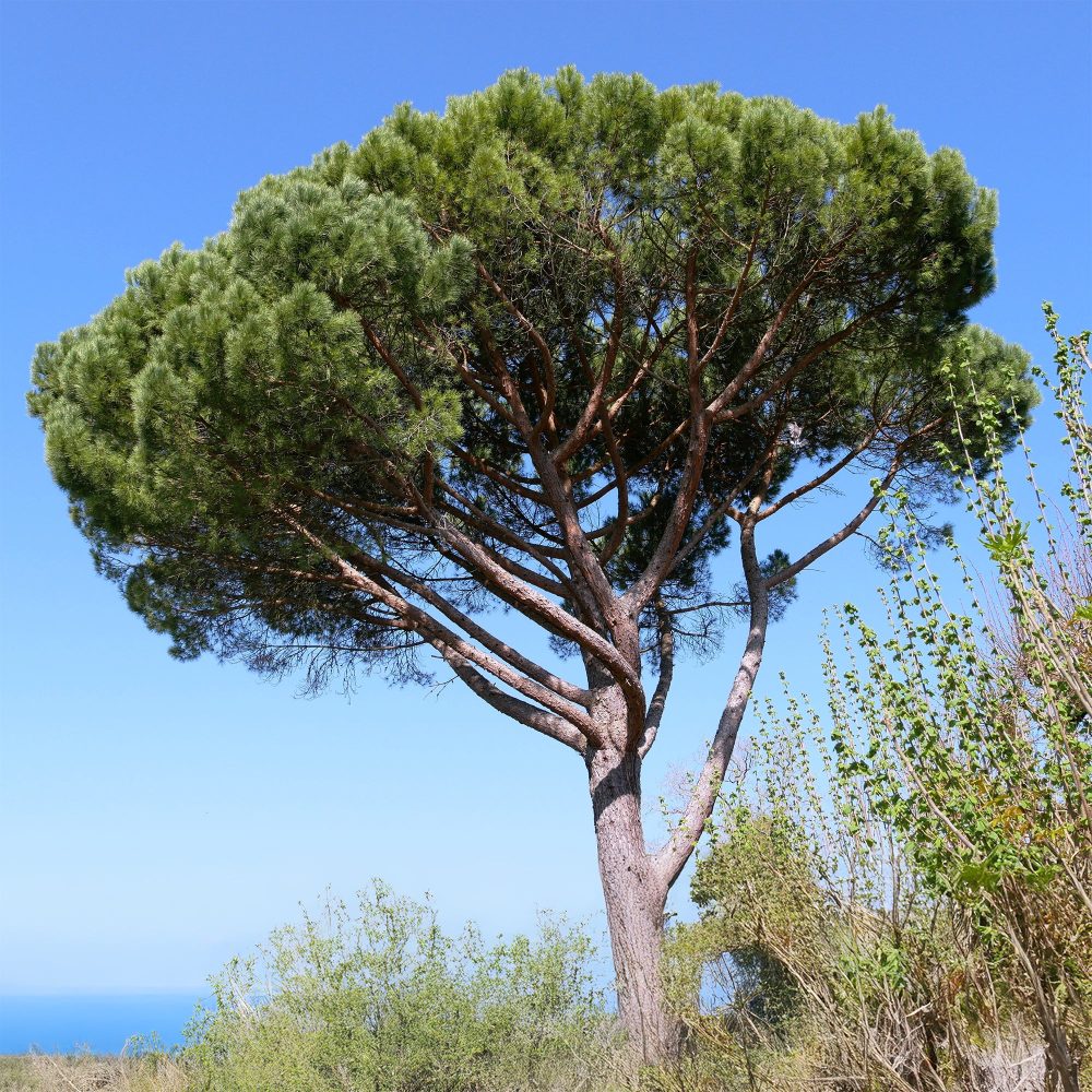Pin parasol Pinus pinea
