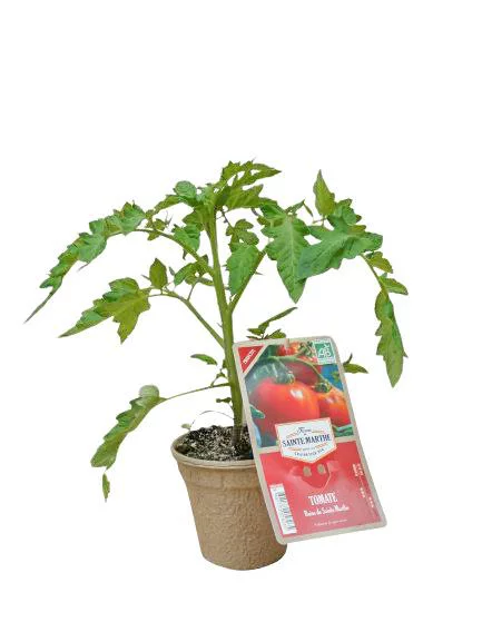 À découvrir pour le jardin：Aubergine Barbentane Bio. Le pot biodégradable de diamètre 10 cm