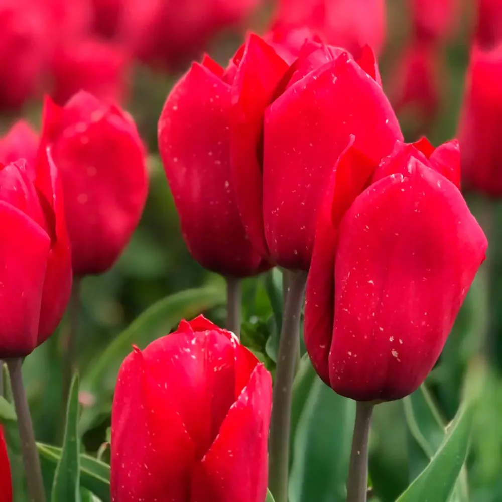 TULIPE STRONG LOVE AB