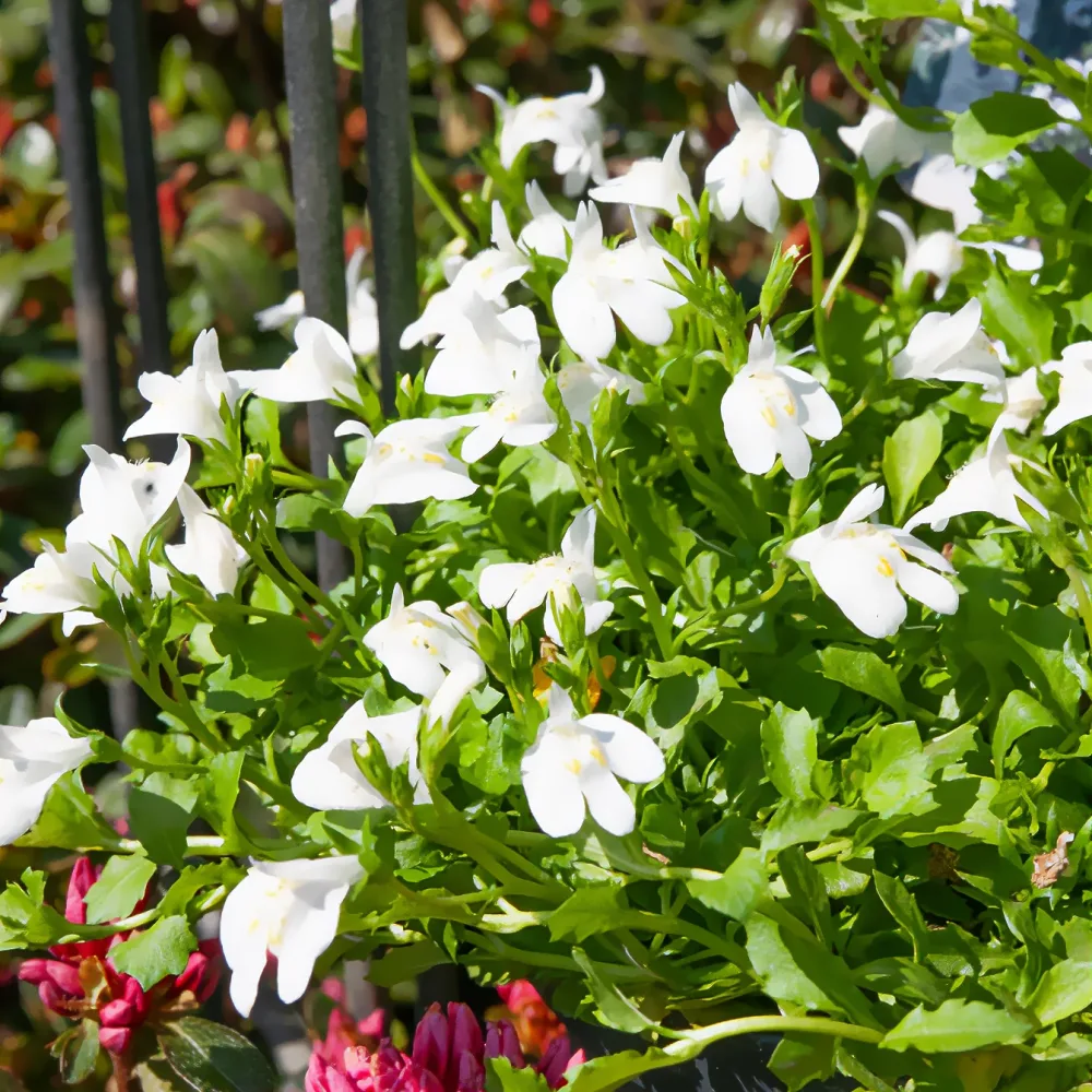 Mazus rampant blanc Mazus reptans albus