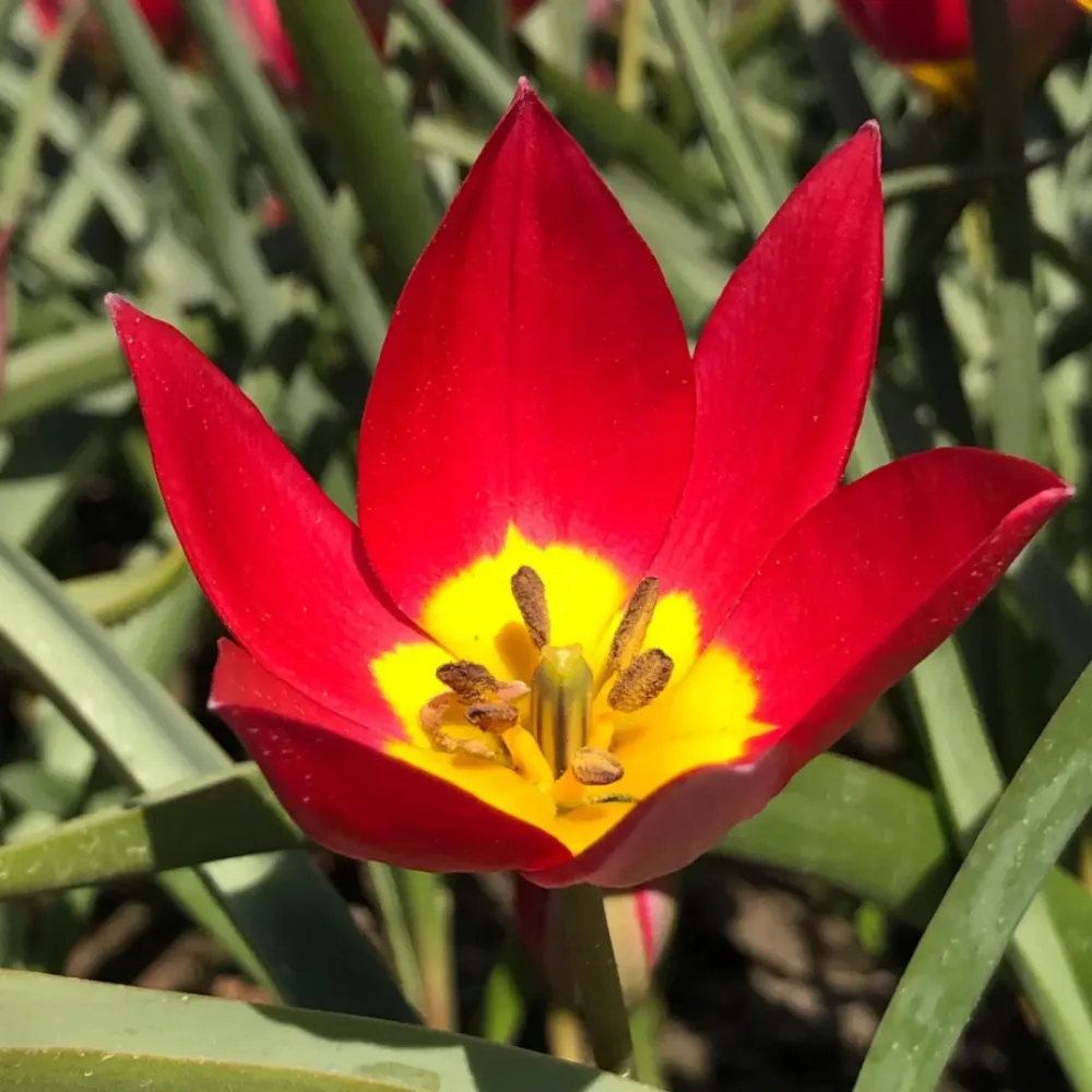 TULIPA HUMILIS 'RED BEAUTY' AB