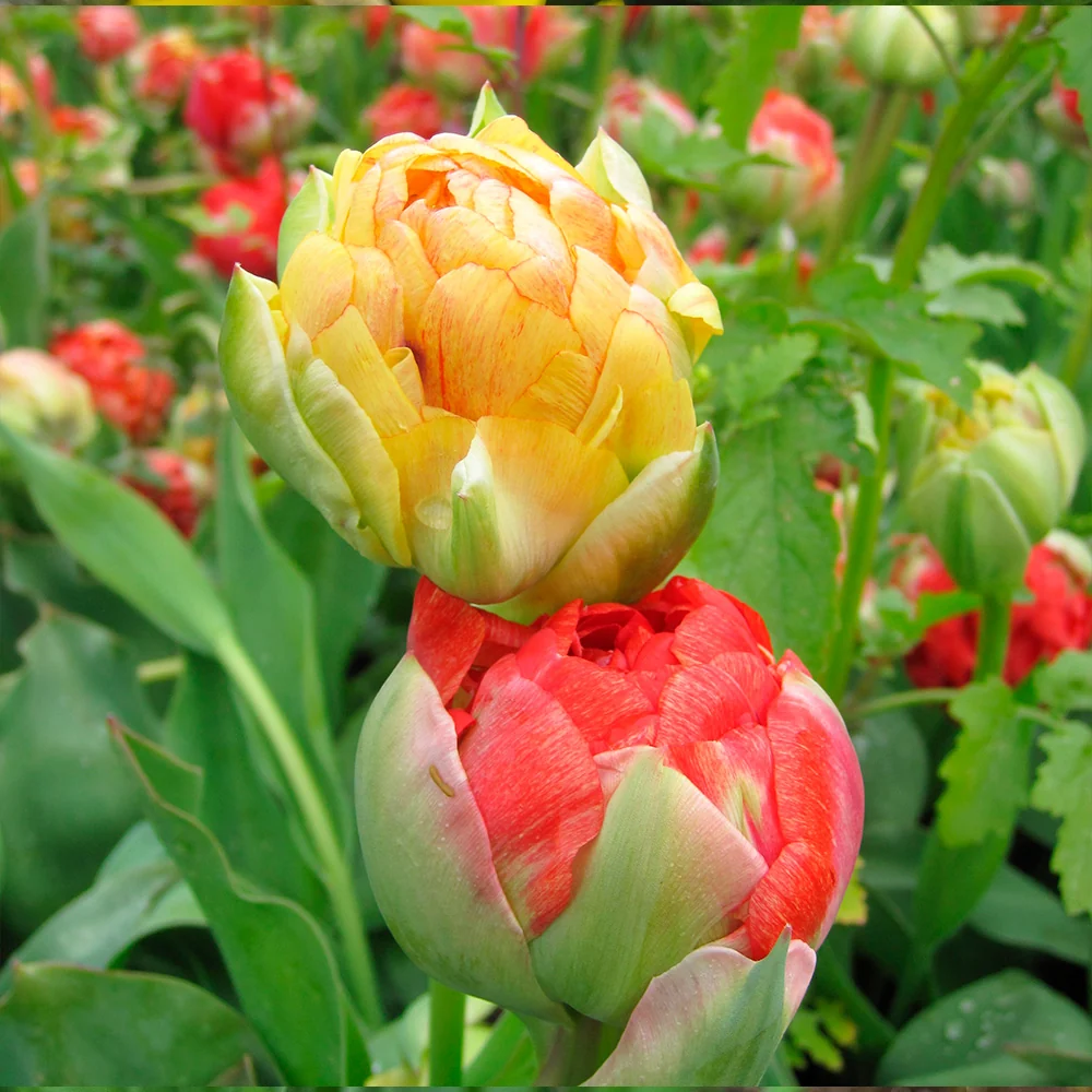 TULIPE GUDOSHNIK DOUBLE AB