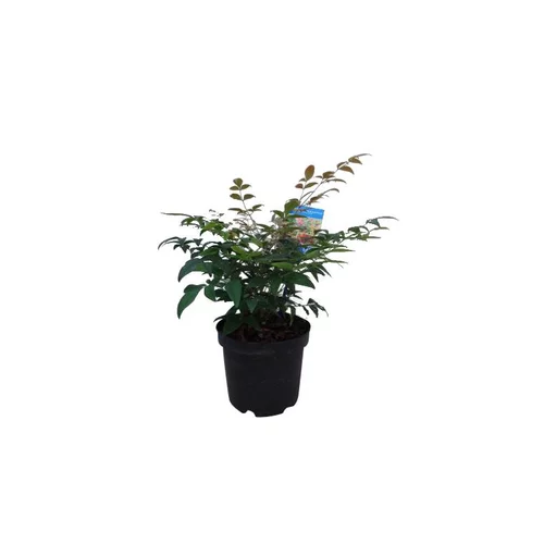 Malin au jardin:Nandina Domestica Gulf Stream rouge en pot