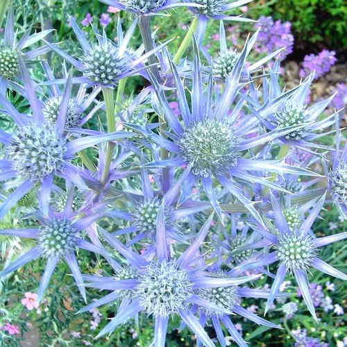 Pour vos jardins:Eryngium - Le pot de 2 litres