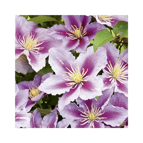 Malin pour le jardin:Clématite piilu coloris rose. Le pot de 6 litres