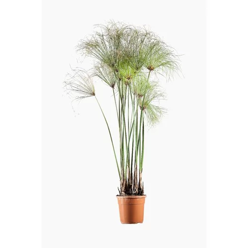 Confort au jardin:Cyperus Papyrus en pot de 3 L vert