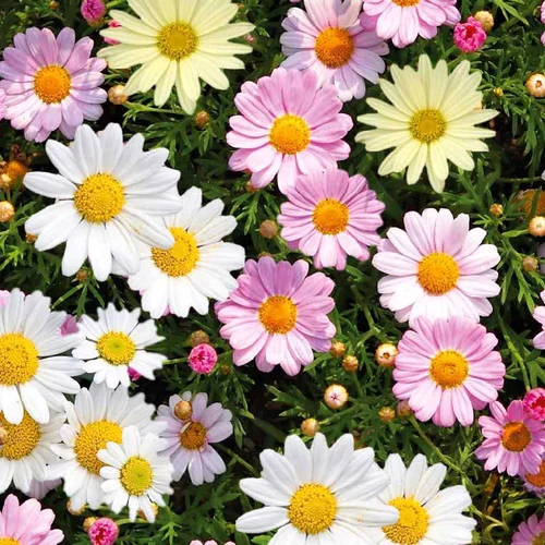 Pour tous vos besoins jardin:Anthemis Varie. Le pot de 0,5 litre