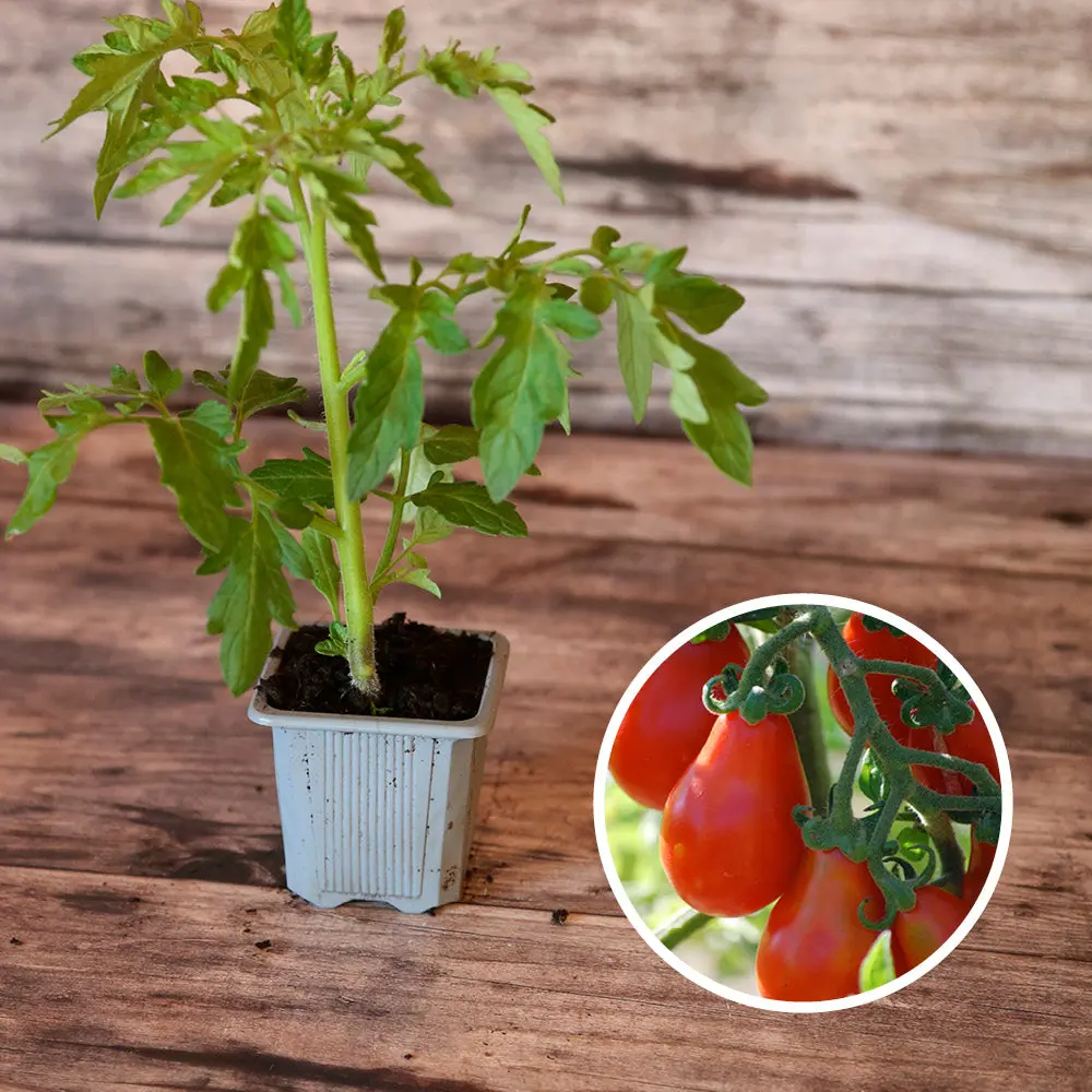 TOMATE POIRE ROUGE AB - PLANT