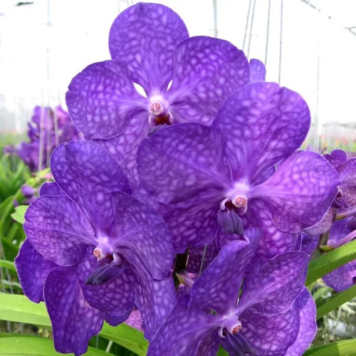 Extérieur tendance:Orchidée Vanda botanic® - Pot de 27 cm
