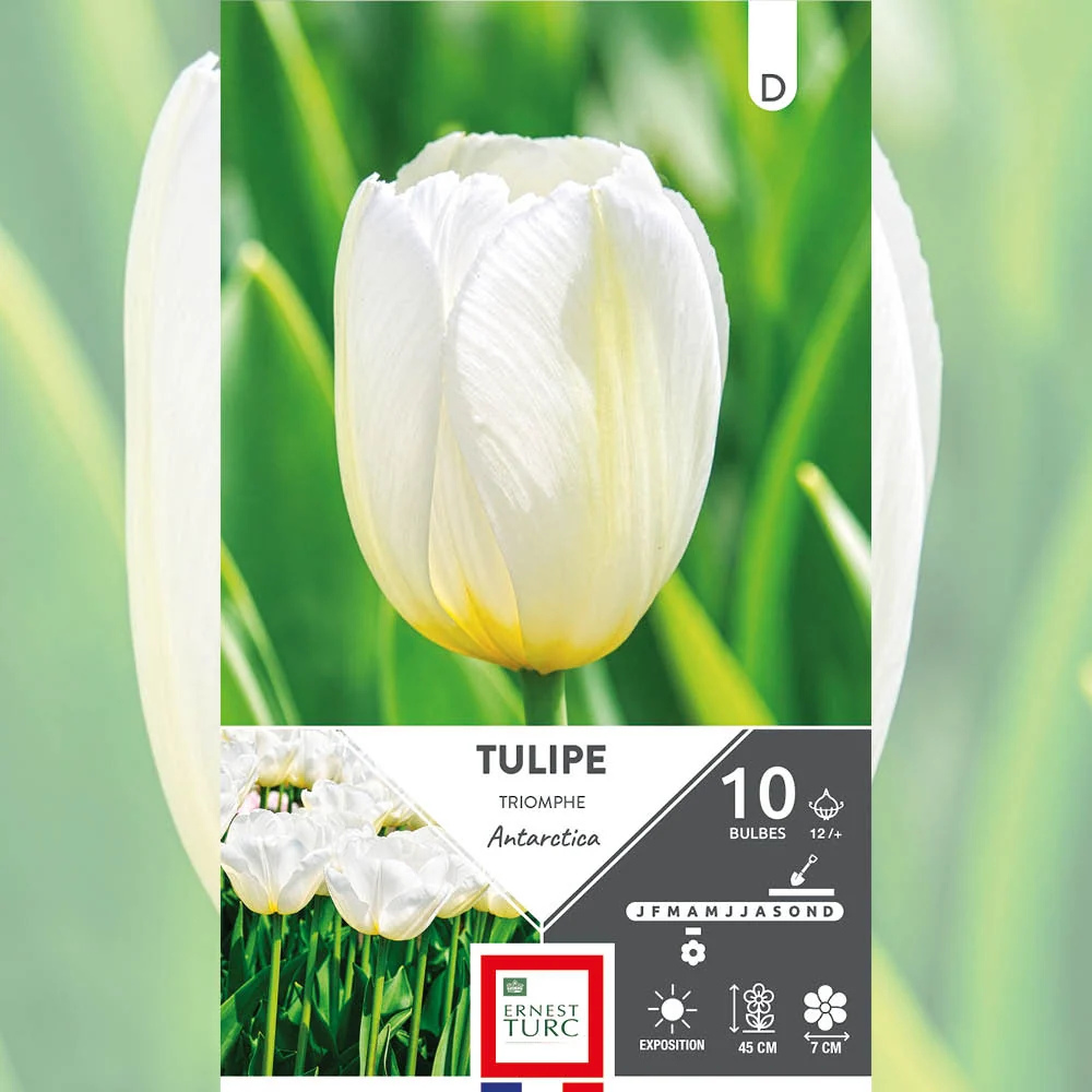 TULIPE TRIOMPHE ANTARCTICA