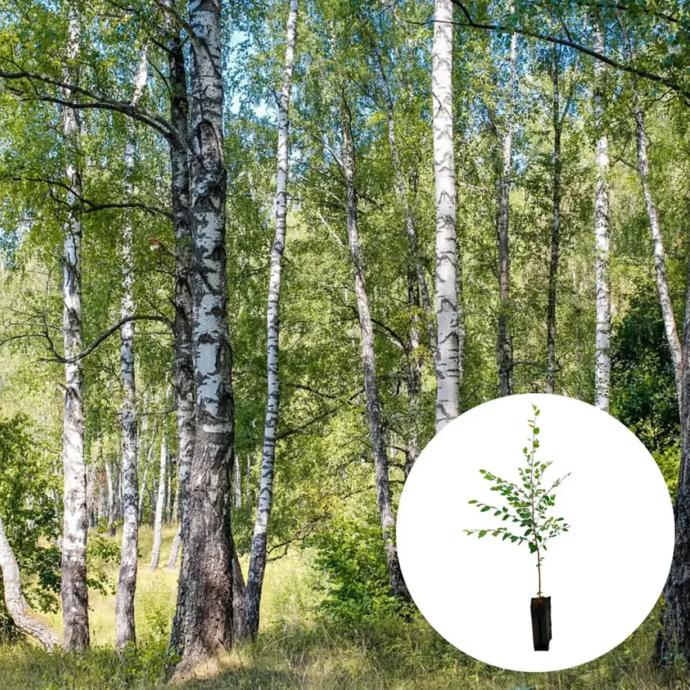 PLANT TRUFFIER BOULEAU