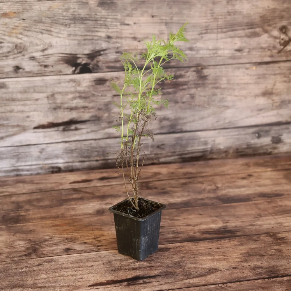 PLANTE COLA AB - PLANT