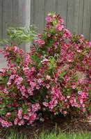 Utile dehors:Weigelia Bristol Ruby rouge. Le pot de 4 litres
