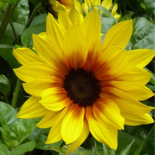Bien pensé pour le jardin:Tournesol Vivace - Le pot de 3 litres