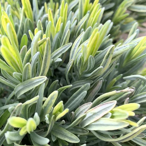 Jardin pour tous：Lavande Platinum Blonde. Le pot de 7,5 litres