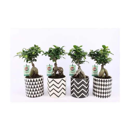 Indispensable au jardin:Ficus Ginseng + cache-pot