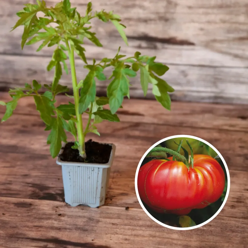 TOMATE POTIRON ÉCARLATE AB - PLANT