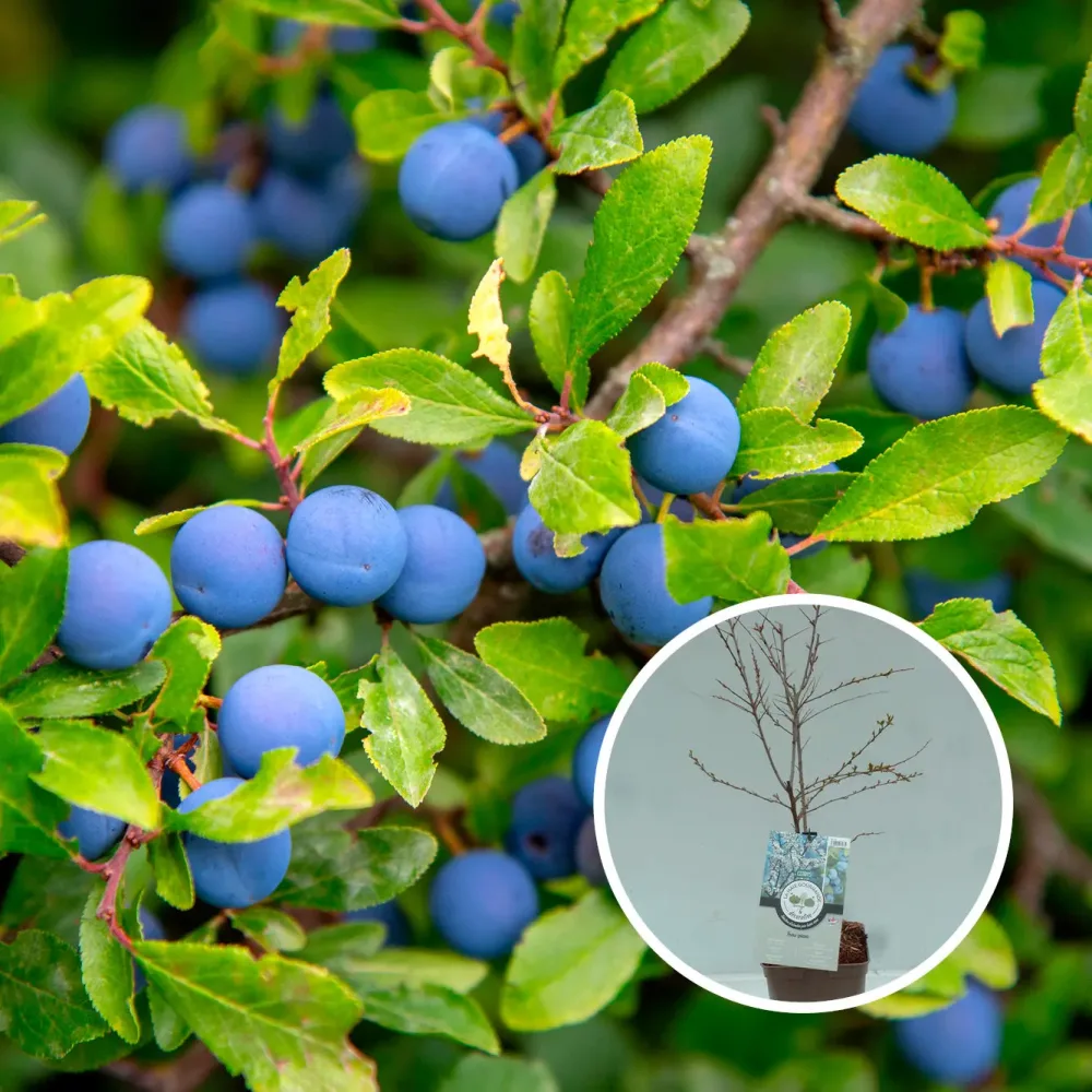 PRUNELLIER AB - PLANT