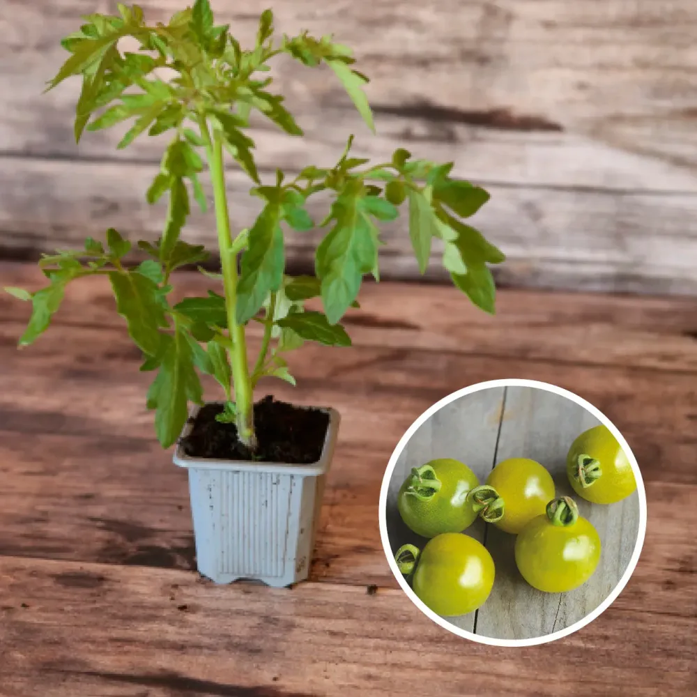 TOMATE GREEN DOCTOR'S FROSTED AB - PLANT