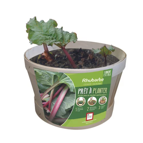 Un atout pour le jardin：Rhubarbe extra bio Ernest Turc®. Pied mère en bourriche prêt à planter