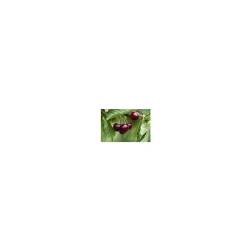 Pratique au jardin:Cerisier Big. Burlat. En racine nue, forme 1/2 tige