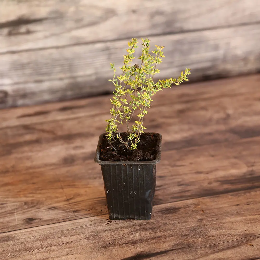 THYM SENTEUR DE ROSE - PLANT