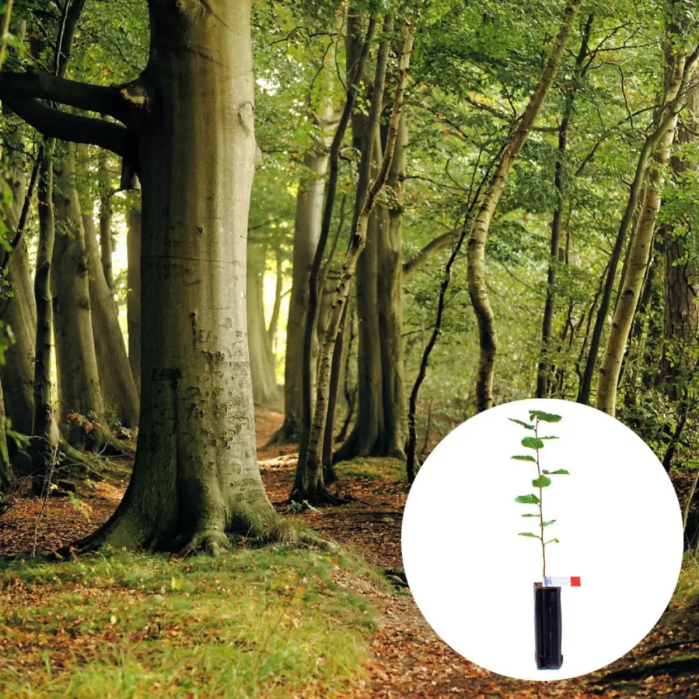 PLANT TRUFFIER HÊTRE
