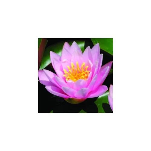 Idéal pour vos extérieurs：Nénuphar 3L rose