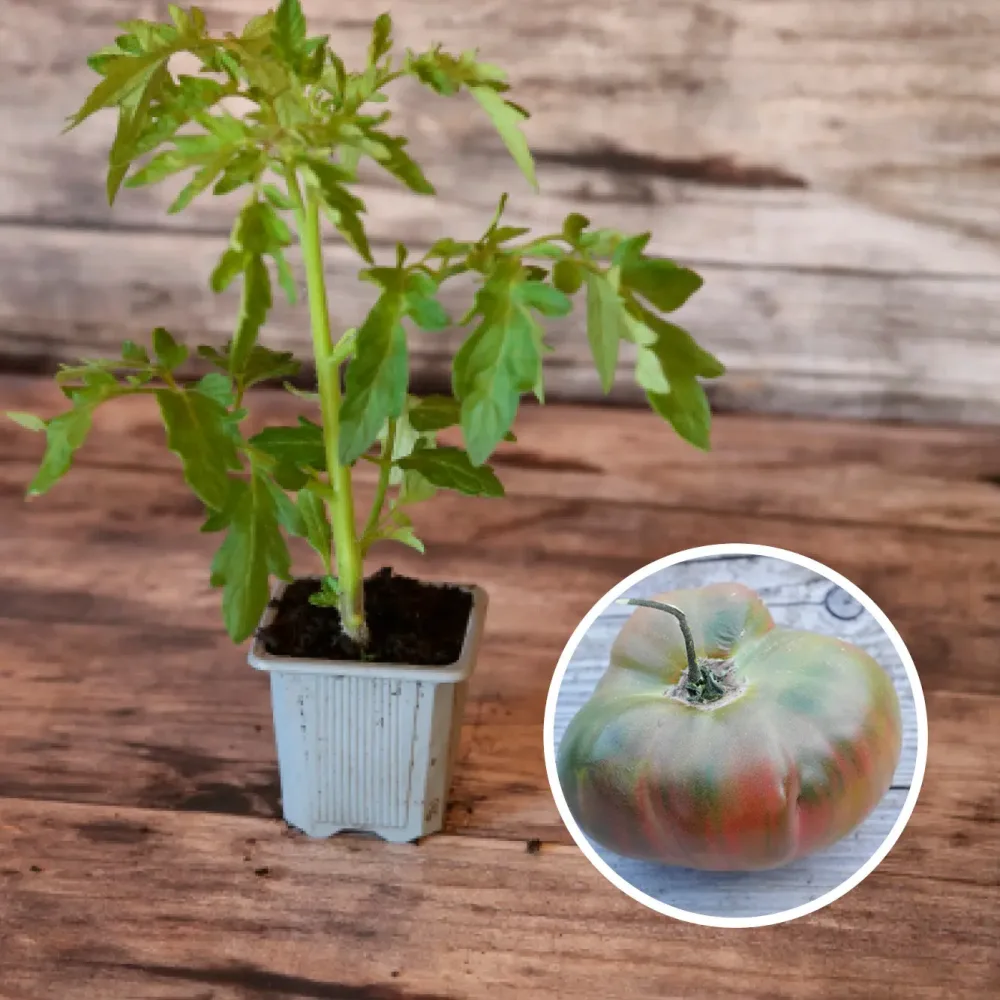 TOMATE ANANAS NOIRE AB - PLANT