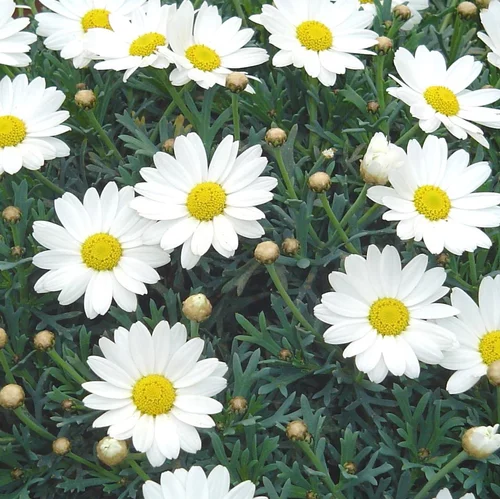 Idée nature:Anthemis. Le pot de 0,5 litre