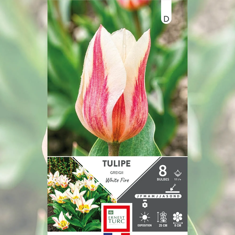 TULIPE GREIGII WHITE FIRE