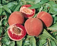 Jardin en extérieur:Pecher Sanguine. Le pot de 15 litres