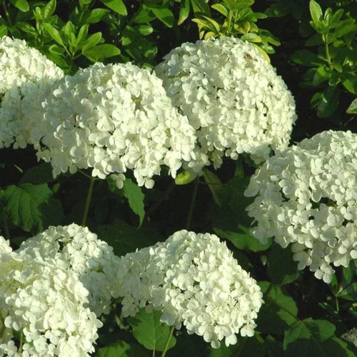Spécial jardin：Hortensia Annabelle ou Hydrangea Arborescens blanc. Le pot de 10 litres
