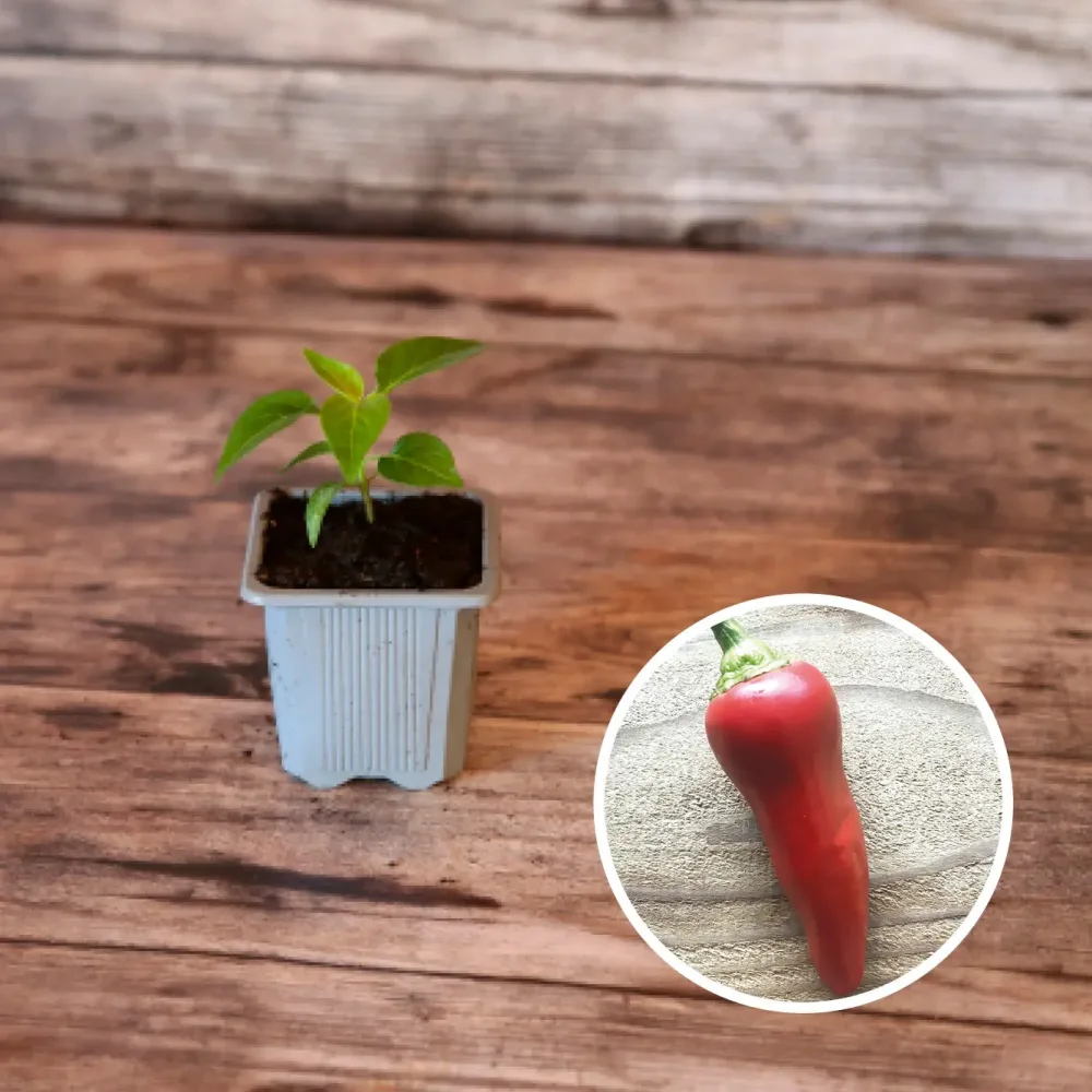 PIMENT BASQUE GORRIA AB - PLANT
