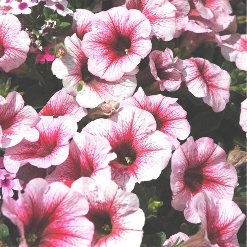 Idéal pour vos extérieurs:Pétunia retombant - La suspension de Ø 23-25 cm