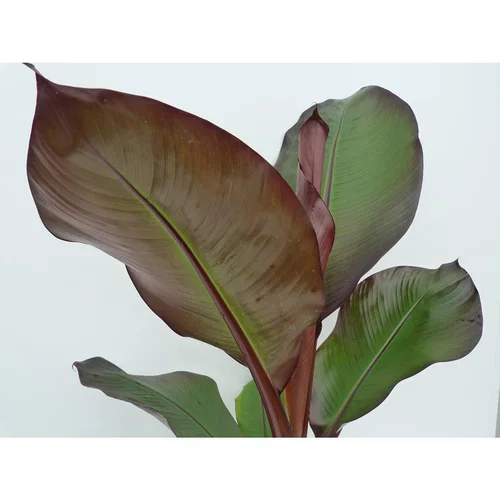 Une solution pratique pour l’extérieur：Bananier Musa Sikkimensis Red Tiger. Le pot de 5 litres