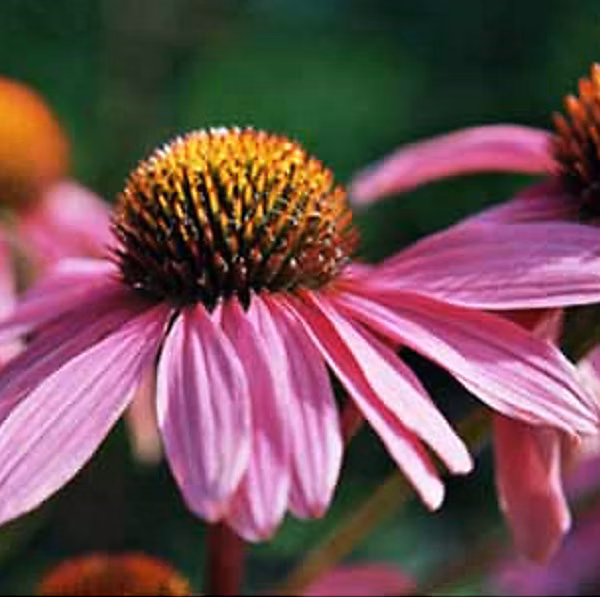 6 x Rudbeckia pourpre – Echinacea purpurea 'Leuchtstern', godet 9cm x 9cm