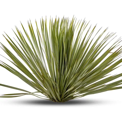 Jardin & maison:Yucca Rostrata vert. Le pot de 25 litres