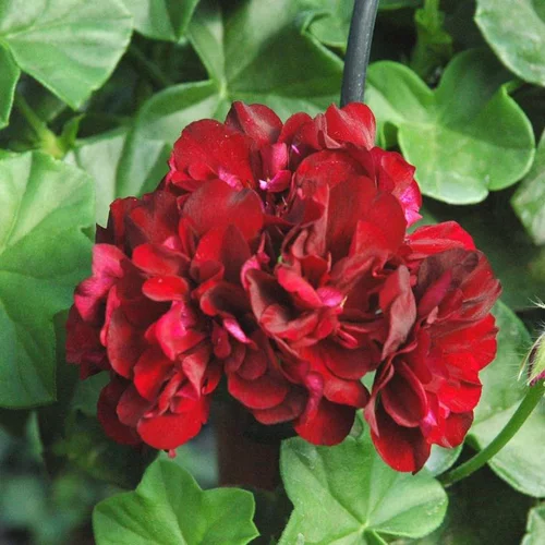 Confort au jardin:Geranium Lierre double - Le pack de 4 plants