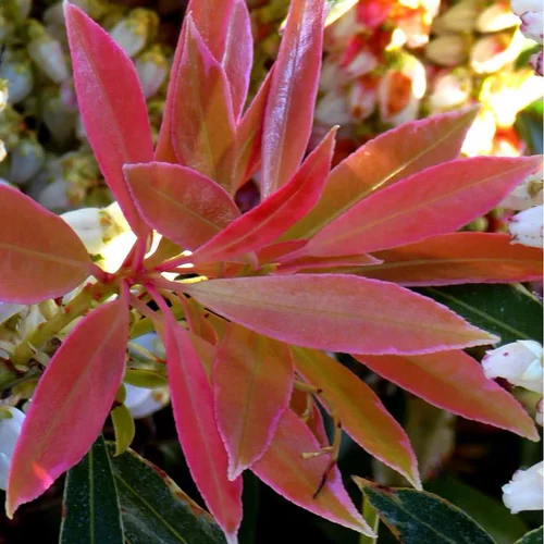 Un choix pratique pour le jardin:Pieris Japonica Forest Flame rouge en pot