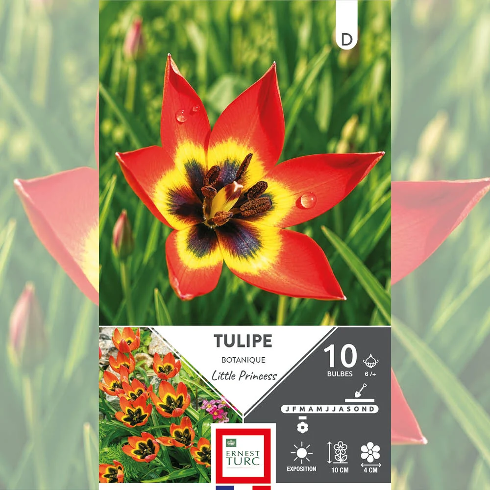 TULIPE PULCHELLA LITTLE PRINCESS