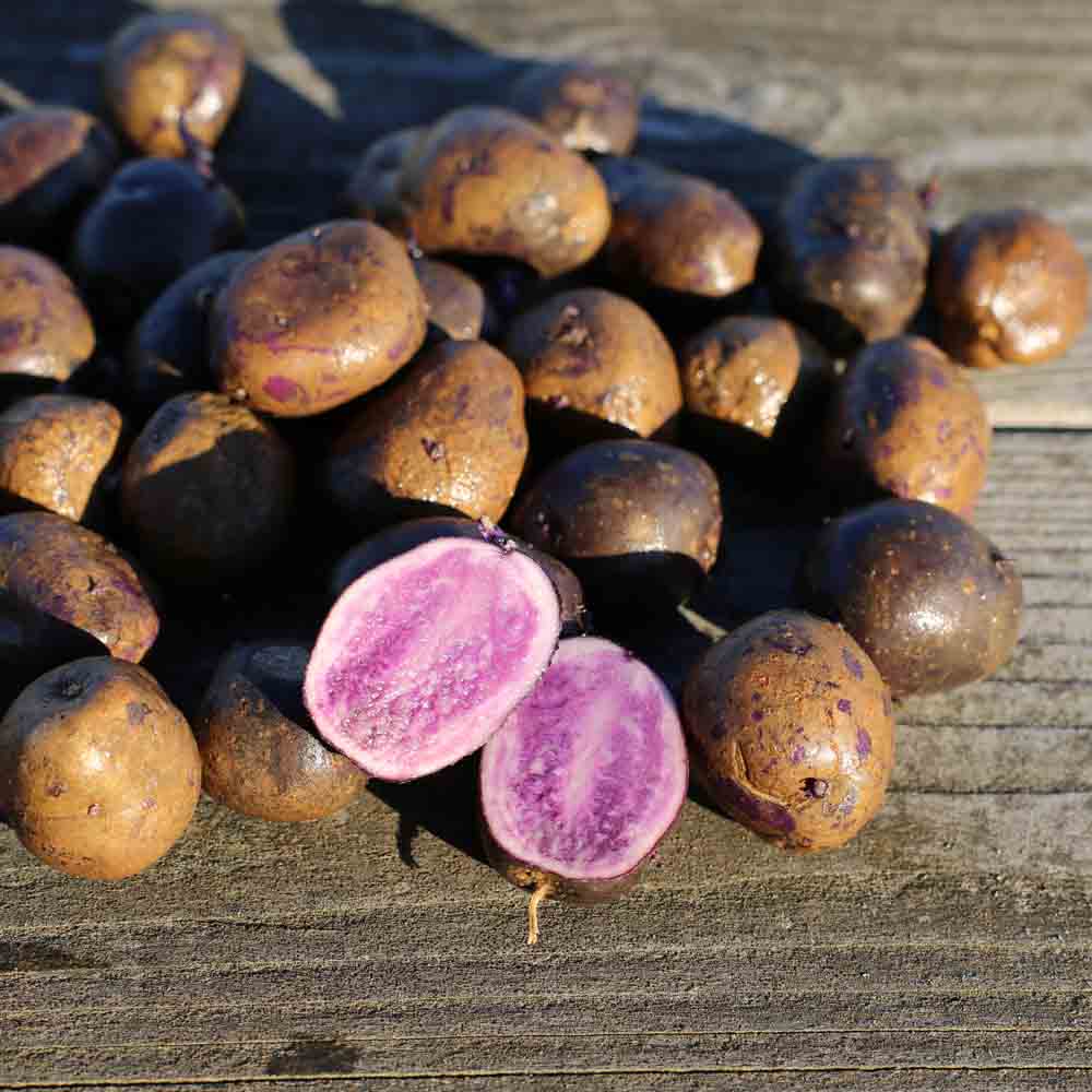 POMME DE TERRE BLEUE D'ARTOIS (ou bleu de la manche) NT