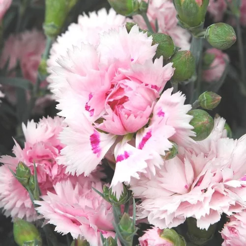 Pour vos besoins au jardin：Œillet collection - Le pot de 0,5 litre