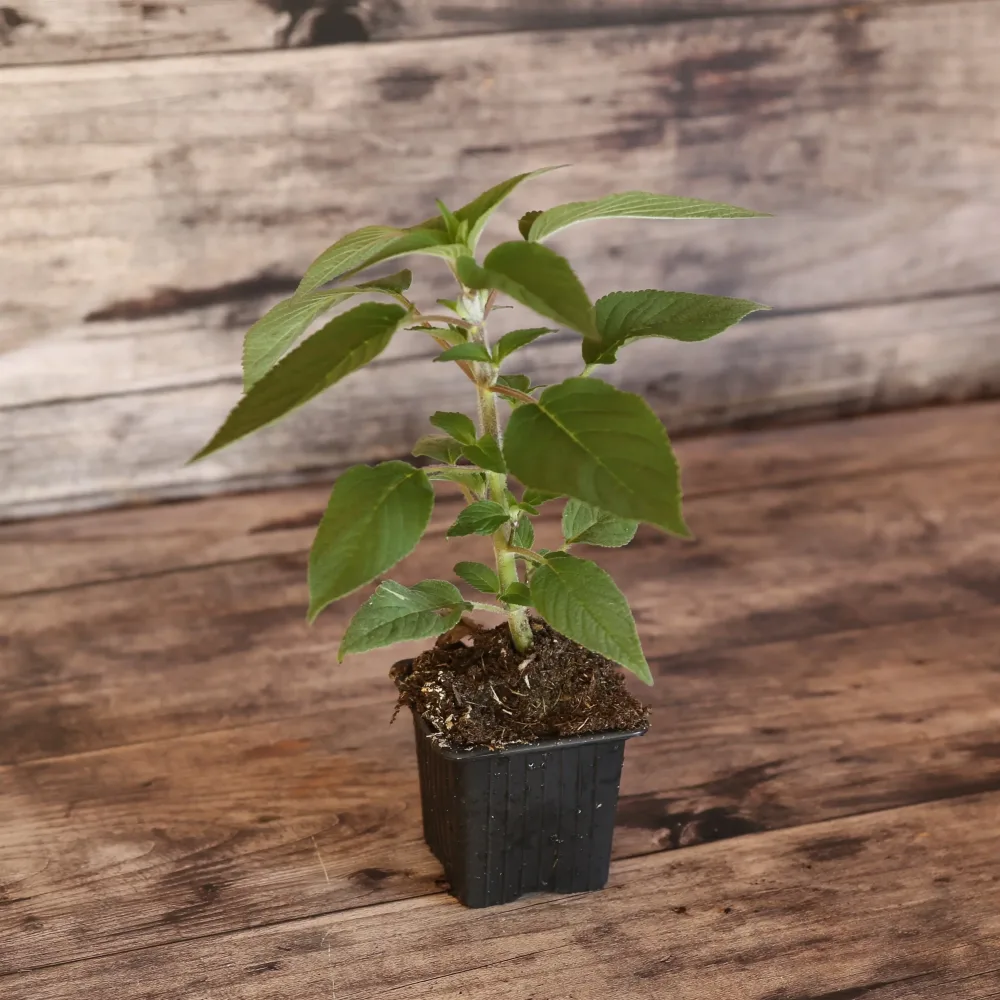 SAUGE ELEGANS ANANAS AB - PLANT