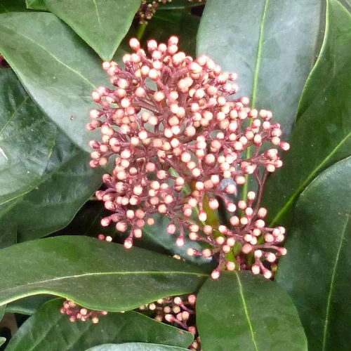 Extérieur adapté:Skimmia Japonica Collection - La coupe de 32 cm