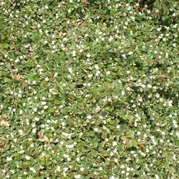 2 x Cotonéaster de Dammer 'Major' – Cotoneaster dammeri 'Major', 20-30 cm pot