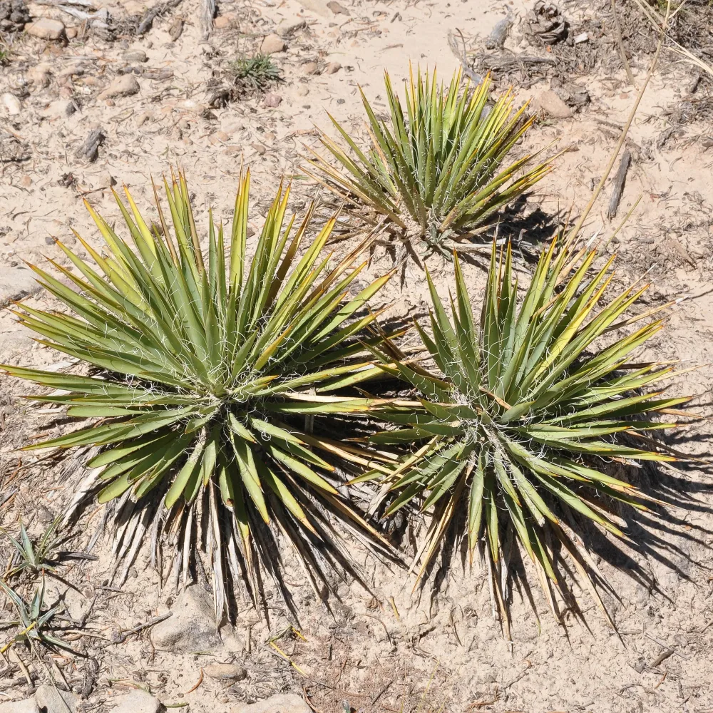 Agave Geminiflora Agave Geminiflora