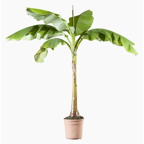 Jardin et plaisir:Musa Basjoo (Bananier du Japon) XL en pot de 24 L vert